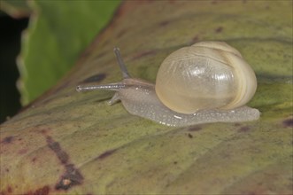 White-lipped Snail (Cepaea hortensis) without banding