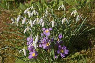 Snowdrops (Galanthus nivalis) and Common Primrose (Primula vulgaris)