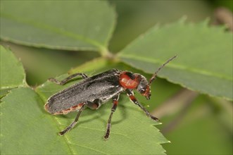 Cantharis fusca (Cantharis fusca)