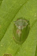 Green tortoise beetle (Cassida viridis) resting