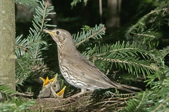 Song thrush (Turdus philomelos) in nest with fledglings