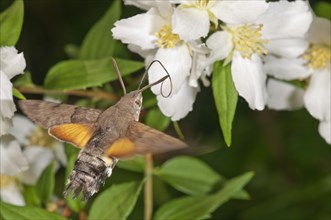 Hummingbird hawk-moth (Macroglossum stellatarum) approaching a Spirea (Spiraea) flower