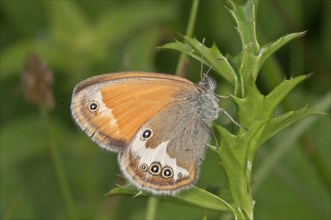 Pearly Heath (Coenonympha Arcania) at rest