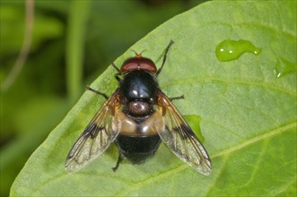 Hoverfly (Volucella pellucens) sunbathing