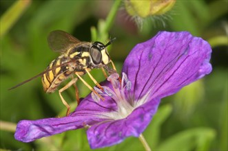 Hoverfly (Chrysotoxum cautum)