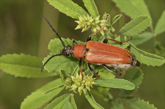 Longhorn beetle (Stictoleptura rubra)