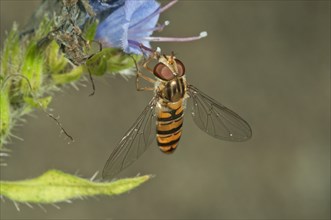 Marmalade hoverfly (Episyrphus balteatus) female