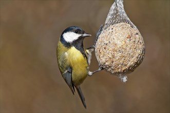 Great Tit (Parus major) feeding on bird seed