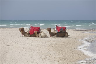 Dromedaries lying in the sand on the beach