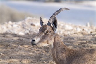 Nubian ibex (Capra ibex nubiana)