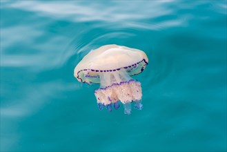 Barrel jellyfish (Rhizostoma octopus)
