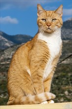 Tabby male cat sitting in elegant pose in front of a mountain scenery