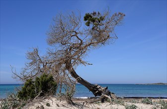 Uprooted pine (Pinus sp.) on the natural beach of Colonia de Sant Jordi