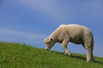 Young sheep grazing on a dike
