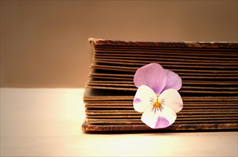 Old book with a horned violet