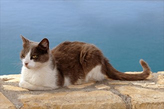 Stray cat resting on a wall