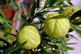 Fruits of the balloonplant (Gomphocarpus physocarpus) or bishop's balls