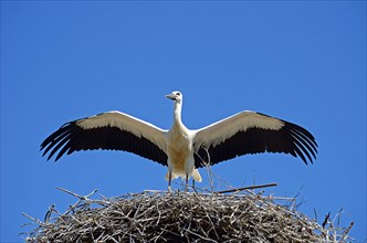 Young White stork (Ciconia ciconia) with extended wings in aerie