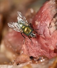 Common greenbottle (Lucilia caesar) fly