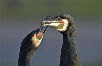 Courting cormorants (Phalacrocorax carbo)
