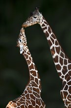 Two Reticulated giraffe (Giraffa camelopardalis reticulata)