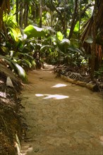 Paths through vegetation in the Vallee de Mai National Park