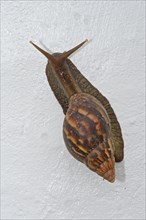 Giant East African Snail (Achatina immaculata)