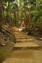 Path with thick vegetation in the Vallee de Mai National Park