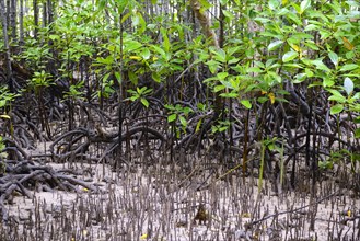 Mangroves (Avicennia marina) at low tide