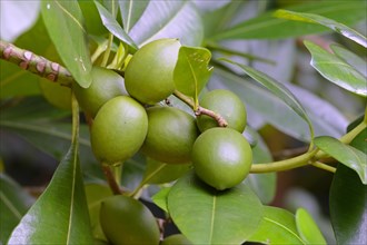 Ochrosia oppositifolia (Ochrosia oppositifolia) fruit on tree