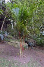 Red sealing wax palm or lipstick palm (Cyrtostachys Renda)