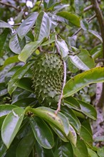 Soursop (Annona muricata) fruit