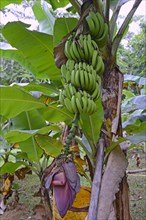 Banana (Musa ensete)