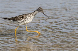 Lesser Yellowlegs (Tringa flavipes) foraging in tidal marsh