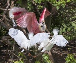 A conflict between Snowy Egrets (Egretta thula) and Roseate Spoonbills (Platalea ajaja) at rookery