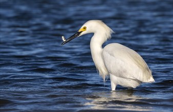 Snowy Egret (Egretta thula) fishing in tidal marsh