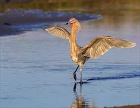 Reddish Egret (Egretta rufescens) hunting in tidal marsh in the morning light