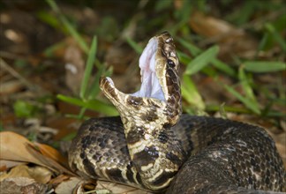 Cottonmouth or Water Moccasin (Agkistrodon piscivorus) displaying the white mouth in an attempt to threat an intruder