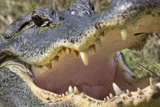 Open mouth and teeth of American alligator (Alligator mississippiensis)