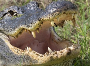 Open mouth and teeth of American alligator (Alligator mississippiensis)