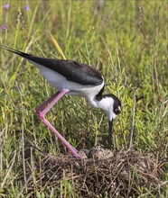 Black-necked stilt (Himantopus mexicanus) turning eggs in its nest