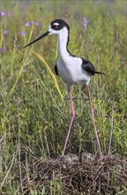 Black-necked stilt (Himantopus mexicanus) near its nest