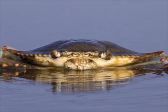Atlantic Blue Crab (Callinectes sapidus) in shallow water of tidal marsh