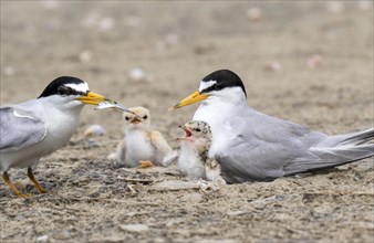Family of Least Terns (Sternula antillarum) near the nest