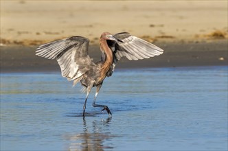 Reddish egret (Egretta rufescens) standing in the water