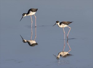 A couple of black-necked stilts (Himantopus mexicanus) foraging in shallow water