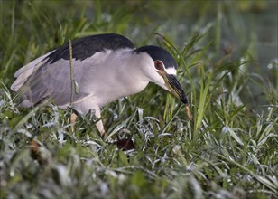 Black-crowned Night Heron (Nycticorax nycticorax) foraging at dawn in the swamp