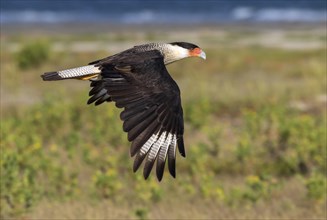 Northern Crested Caracara (Caracara cheriway) flying over tidal marsh