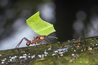 Leafcutter Ant (Acromyrmex octospinosus) carrying a leaf