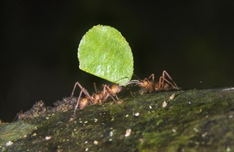 Leafcutter Ants (Acromyrmex octospinosus) carrying a leaf